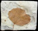Detailed Fossil Leaf (Zizyphoides) - Montana #68115-1